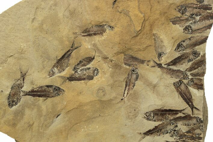 Fossil Fish (Gosiutichthys) Mortality Plate - Wyoming #212118